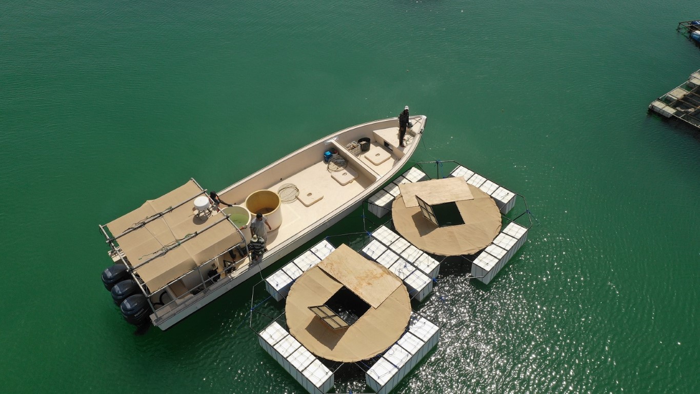 وزارة التغير المناخي تطلق مشروع \”حاضنات الأسماك\” في خور أم القيوين